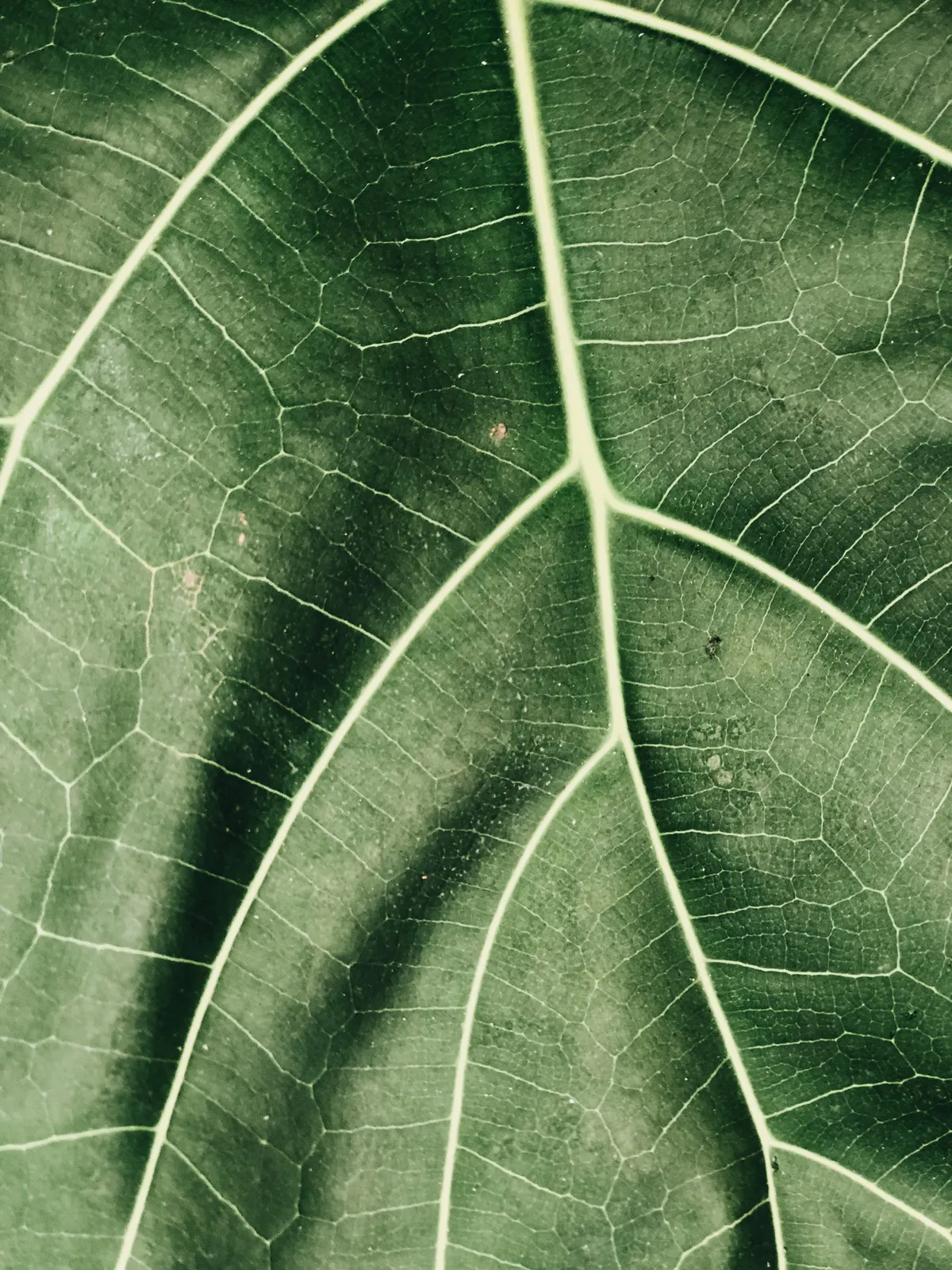 Close-up of a large green leaf showing its veins