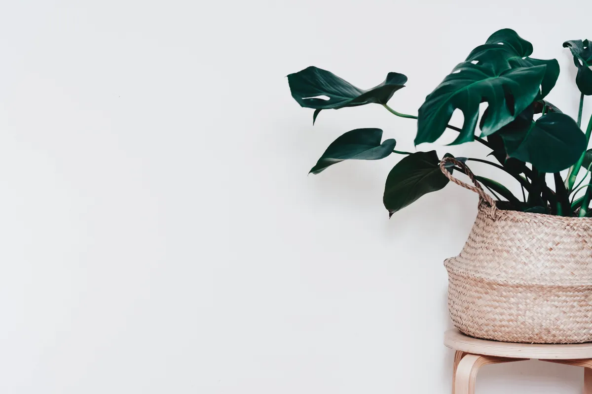 Green plant in a woven basket against a pale wall